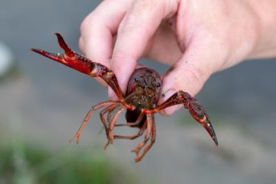 A hand holding an invasive red swamp crayfish. 