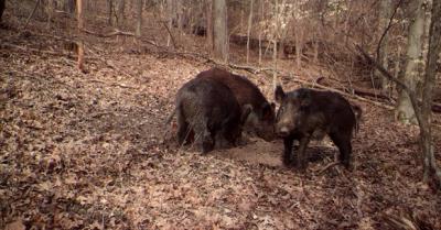 Two feral swine feeding along a  brown leaf covered , forested ridge top.