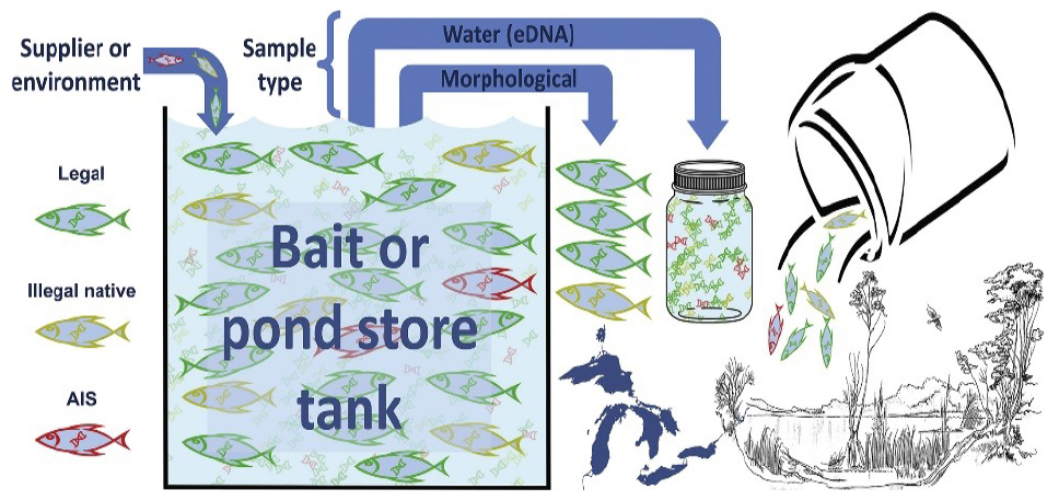 infographic showing how eDNA transfers from bait into waterways. Development and expansion of eDNA surveillance techniques in the Great Lakes during Action Plan IV will increase our ability to detect possible non-native species presence, informing traditional field sampling and response actions.