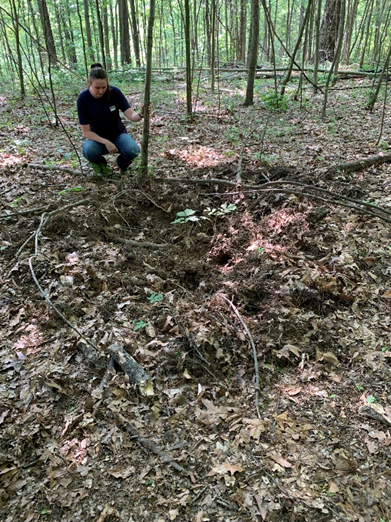 Female scientist observes feral swine damage in a forest ecosystem.