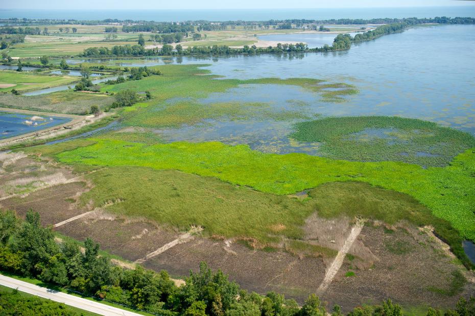 Wetland