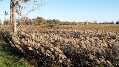 Invasive Phragmites patches growing in a Lake Erie coastal marsh