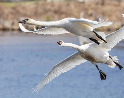 mute swan fighting trumpeter swan midair