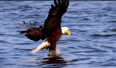 eagle skimming water