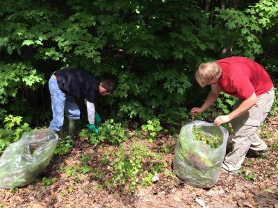 two people plucking weeds from a mulched area