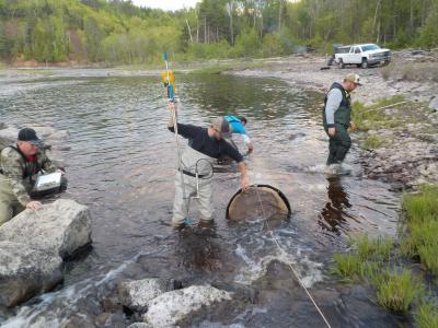 three men using mesh drift nets to catch larvae as they stand in shallow running water