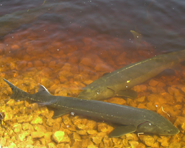 Photo of Lake Sturgeon at the bottom of a wetland.