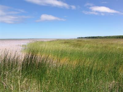 Lake Huron Marsh (Credit: Michigan Sea Grant)