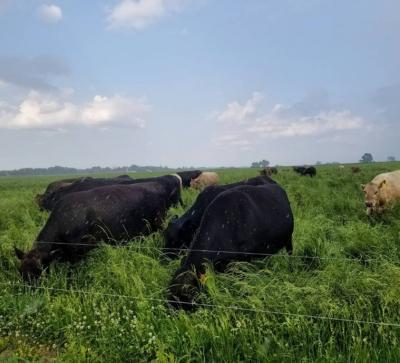 In a managed grazing system, livestock are moved frequently among pasture divisions or paddocks based on forage quality and livestock nutrition needs.