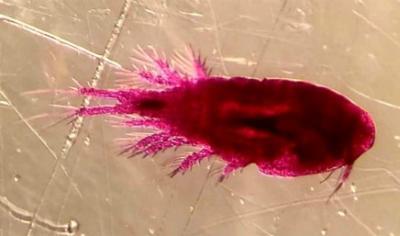 Microscope image of Cyclops divergens. The speciiment is bright pink due to a staining process used in microscopy.