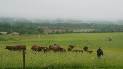 Race moving cows to a new paddock.