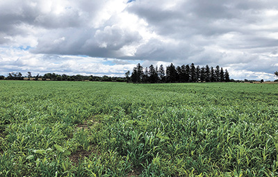 This pea field contains a nine-species, warm-season cover crop mix of sorghum, two millets, cow peas, sunflower, sun hemp, oats, collards, and rapeseed. The field will be used to graze the farm’s beef cattle this fall.