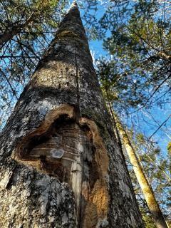 Emerald Ash Borer gallery. (Credit: Angello Johnson, Saint Regis Mohawk Tribe)