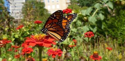 Monarch butterfly in an urban pollinator garden. (Credit: Southeast Michigan Resilience Fund)