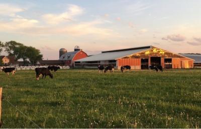 Cows grazing at Brey Cycle Farm.