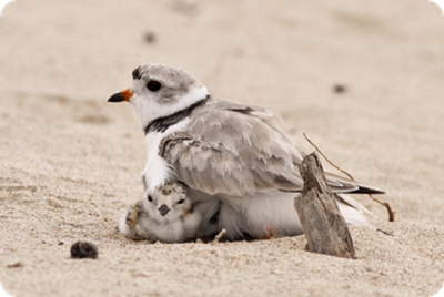 Piping Plover brooding with a chick. (Credit: Roger Eriksson)