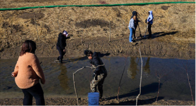 Students planting live stakes of willow and red osier dogwood at Hill Ditch