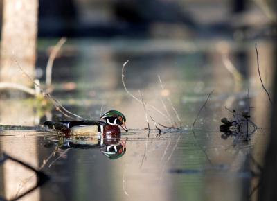 A wood duck drake in the water at the Shiawassee National Wildlife Refuge. 