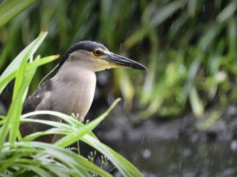 Colorful bird sitting grass