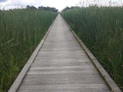 Wooden walkway surrounded by wetland greenery on both sides. The walkway extends to the horizon where a grove of trees meets a grey cloudy sky.