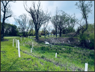 Sapling trees protected by white plastic sheaths are planted throughout a park area with grass, wetland, and mature tree