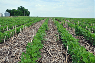 Example of a no till farm.