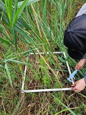 PAMF participant collecting standardized data on Phragmites growth responses to be used as model inputs for the PAMF predictive computer model .