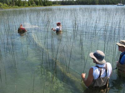 People in waders standing waist deep in water setting a long net for fish.