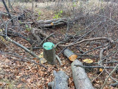 The invasive European black alder is cut down, the top of the cut stump is painted with a green dye herbicide treatment.