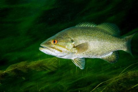 A closeup image of a smallmouth bass swimming in water.