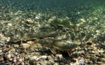 Three hatchery-reared lake trout located in a body of water. 