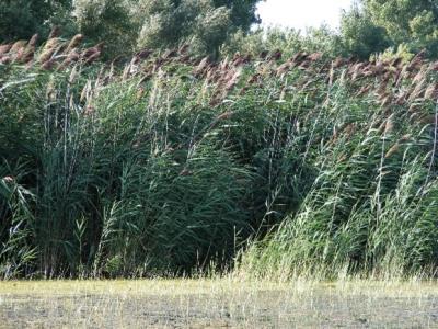 Cluster of phragmites 