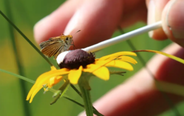 A person gently places a poweshiek skipperling on a yellow flower using a q-tip