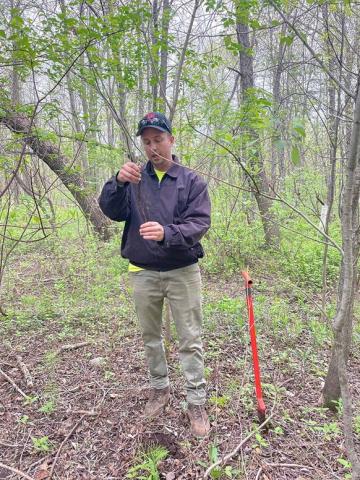 Duluth Stream Corps manager Eben Philips demonstrates planting a bare root tree in July 2023. (Credit: Duluth Stream Corps)