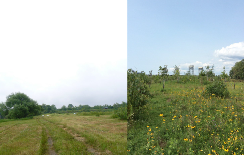 ""Grassland habitat before (left) and after (right) restoration work at the Riverbend Phase 1 project site, where partners planted over 2,500 native plants as part of restoration. (Credit: Buffalo Niagara Waterkeeper)