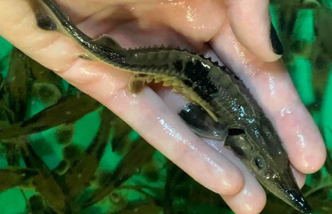 A juvenile lake sturgeon (Acipenser fulvescens). Credit: NYSDEC