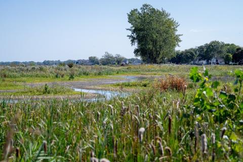  U.S. Army Corps of Engineers Buffalo District has completed invasive plant species treatment aimed at preventing species that include purple loosestrife and phragmites. Photo Credit: U.S. Army Corps of Engineers.