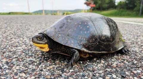 Blanding’s turtle- USFWS