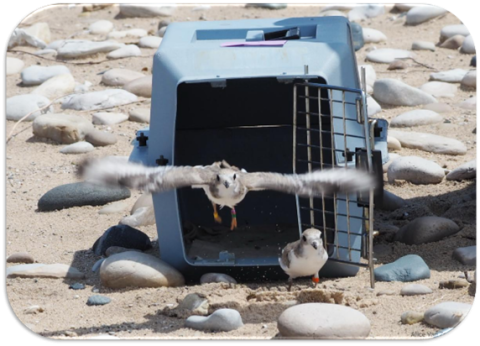 A captive reared Piping Plover being released back into the wild. (Credit: Alice Van Zoeren)