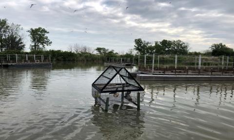 A Swedish goshawk trap, the primary trap used by Wildlife Services-Ohio, targets great horned owls at Ohio’s common tern breeding colonies for capture and relocation. Artificial nesting platforms can be seen in the background. (Credit: USDA Wildlife Services)