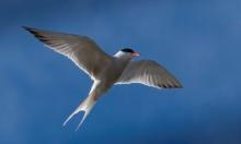 A common tern in flight. (Credit: Toledo Metroparks)
