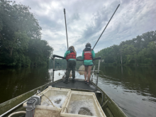 State partners collecting fish in the Black River via boat electrofishing as part of the sampling efforts to assess rates of tumors and deformities in the AOC. (Credit: OLEC)