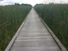 Wooden walkway surrounded by wetland greenery on both sides. The walkway extends to the horizon where a grove of trees meets a grey cloudy sky.