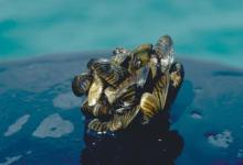 Image of many zebra mussels clinging to a rock 