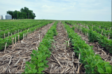 Example of a no till farm.