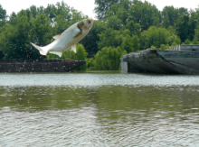 Invasive silver carp leaping out of water