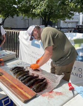 Biologist fillets fish for testing