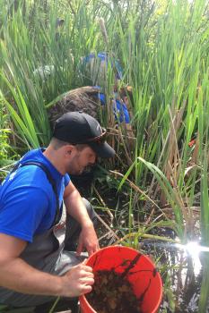 photo of a person manually checking and removing invasive plants infesting coastal wetland habitats