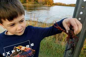 A new detection of red swamp crayfish in 2020 in Illinois. This specimen was photographed and a formal report made was made to the Midwest Invasive Species Information Network as well as the Illinois