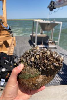 Photo of a hand holding a Quagga mussel infestation on a cobble habitat